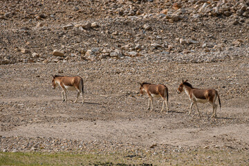 Obraz premium Kiang is a resilience on the Tibetan Plateau. Its social herding behavior help it survive in tough climates, relying on grasses, sedges, and hardy shrubs as both food and water source in dry seasons.
