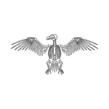 Detailed illustration of a bird skeleton with wings spread wide in a scientific setting.