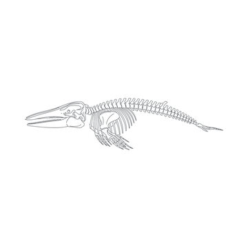 An illustration of a whale skeleton lying on a surface in a museum or laboratory setting.