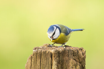 Close-up of a blue tit with open beak, bird on a tree stump against a greenish-yellow background  the blue tit with wide-open beak  idyllic place, idyllic scene  cute blue tit, Cyanistes caeruleus © Rebecca