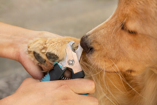 Cutting dog claws with professional clipper tool close up