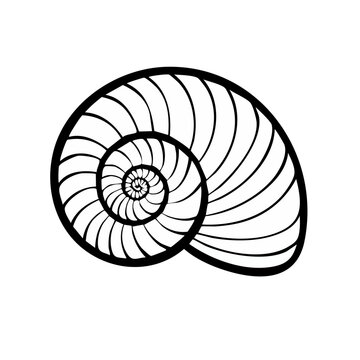 Concentric spiral seashell outline abstract pattern natural geometry