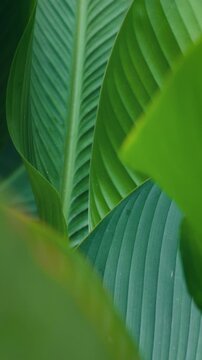 Tropical leaf texture, Green natural background