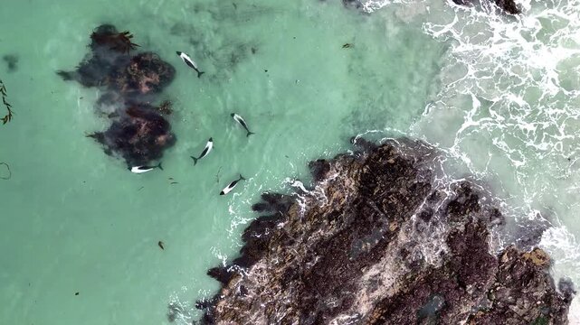 Drone footage of commerson dolphins gliding across rocky waters in the South Atlantic near Falkland Islands, downward angle aerial footage.