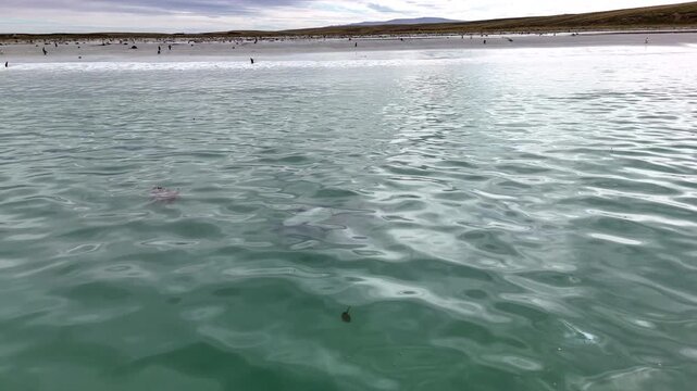 Aerial shot of wildlife scene with commerson dolphins swimming near coastal environment, with Gentoo penguins on the shore.