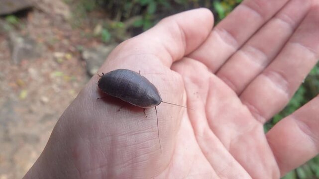 Big black cockroach from Hong Kong Island rainforest. On hand of traveler