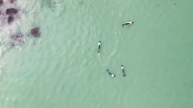 Aerial footage of marine wildlife with commerson dolphins swimming near shoreline in the Falkland islands, downward angle drone footage.