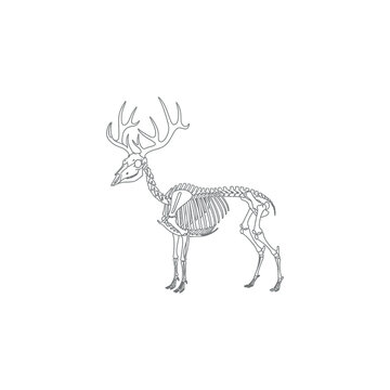 Detailed illustration of a deer skeleton standing alone in a neutral environment.