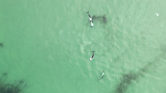 Aerial shot of commerson dolphins traveling together in open water near Falkland Islands, downward angle drone footage.