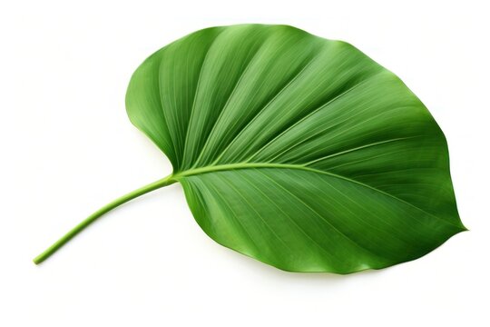 Plam leave plant leaf white background.