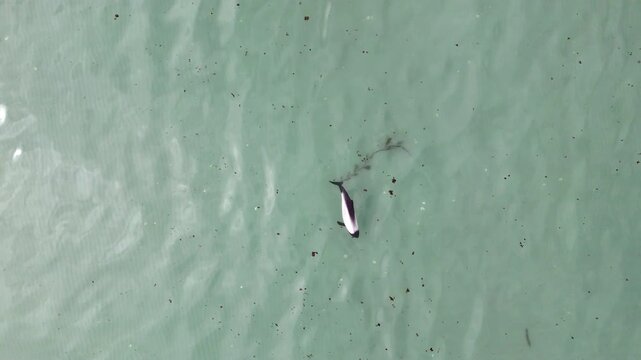 Drone view of commerson dolphins moving through clear water near coastal shoreline, downward angle aerial footage