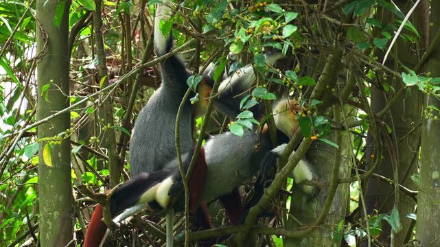 Two playful red-shanked douc langurs sit on a tree branch amidst the lush environment, close up shot.