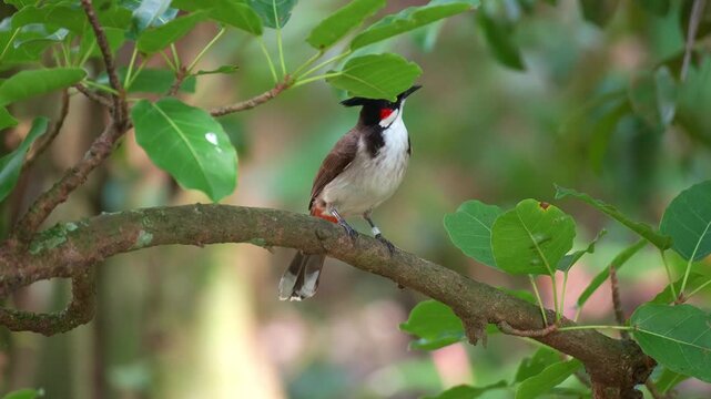A Red-whiskered bulbul (Pycnonotus jocosus) perches on tree branch in its natural habitat, curiously looking around its surroundings, close up shot.