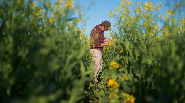 Farmer in a cap and plaid shirt examines flowering canola plants in a field, checking crop health and growth during spring. Agriculture, farming practice and sustainable crop management. 4K.