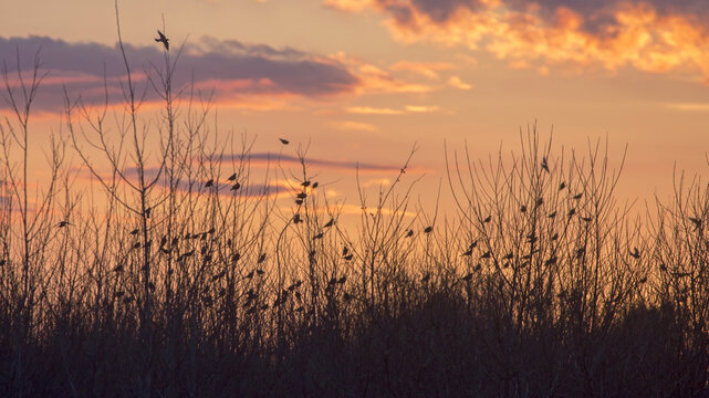 A large flock of songbirds against the backdrop of a bright sunset. After the spring migration, the birds stay together for a while. Fieldfare (Turdus pilaris) and starling (Sturnus vulgaris).