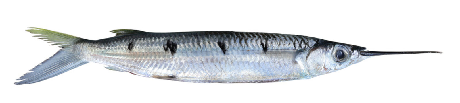 Halfbeak Fish (Hemiramphus far) on Transparent Background