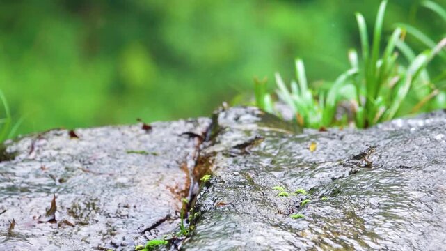 Water flowing over rocks on Hong Kong Island and frog. Probably flying frog Rhacophorus like Chinese gliding frog (Zhangixalus dennysi) lives in moist forests in lowlands, hills near streams