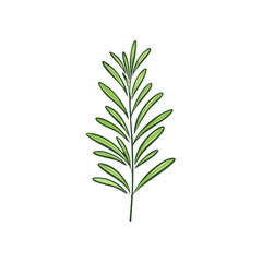 Obraz premium Hand Drawn Green Rosemary Herb Sprig Illustration for Culinary and Wellness