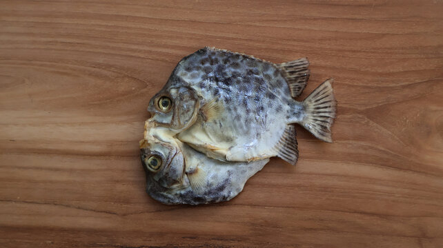 Top View of Salted Spotted Scat Fish (Scatophagus argus)