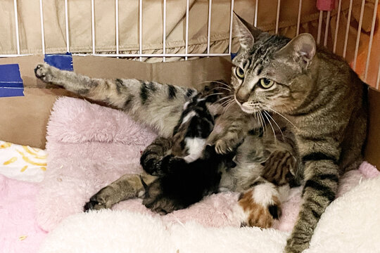 A mother tabby cat nurses her newborn kittens on a fluffy pink blanket inside a cardboard nest, looking alertly at the camera.