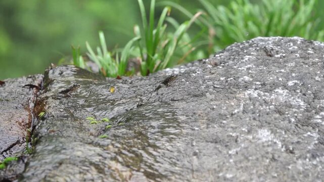 Water flowing over rocks on Hong Kong Island and frog. Probably flying frog Rhacophorus like Chinese gliding frog (Zhangixalus dennysi) lives in moist forests in lowlands, hills near streams