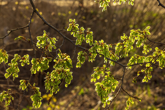 Fresh green leaves and clusters of elm (Ulmus) glowing in warm sunset light, early spring branch with soft bokeh background, nature awakening, gentle golden hour atmosphere.