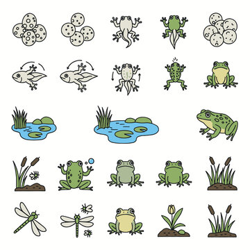 Life cycle of a frog, from eggs to tadpole to adult amphibian, with illustrations of ponds and dragonflies.