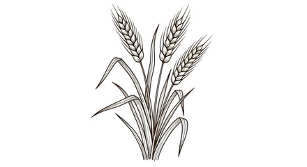 Fototapeta premium Wheat stalks illustration, hand-drawn line art, harvest concept