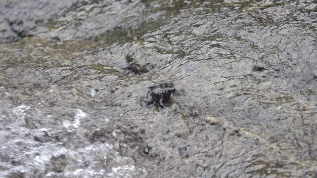 Water flowing over rocks on Hong Kong Island and frog. Probably flying frog Rhacophorus like Chinese gliding frog (Zhangixalus dennysi) lives in moist forests in lowlands, hills near streams