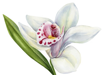 white cymbidium orchid watercolor flower isolated botanical bloom with green leaf on soft background © Hanna