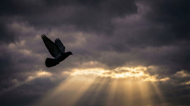 Dramatic Dove Silhouette With Moody Storm Clouds. Artistic side angle of dove silhouette against dramatic stormy sky with contrasting light rays breaking through
