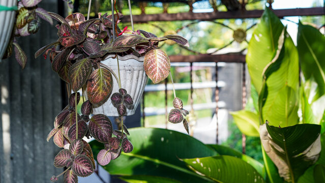 Episcia Flame Violet Plant with Dark Purple Patterned Leaves in White Hanging Pot Outdoor Garden