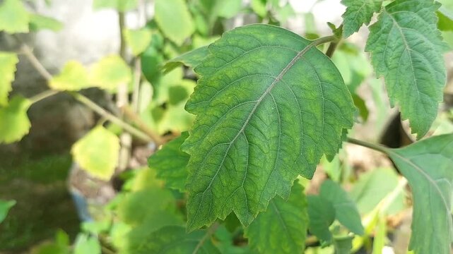 Patchouli leaves (Pogostemon cablin). Patchouli leaves are the base ingredient for making essential oils.