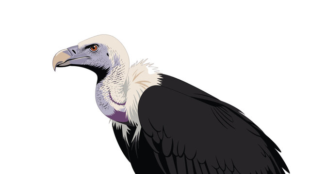 Detailed close-up portrait of a vulture head showing its hooked beak, keen eye, and characteristic neck feathers.