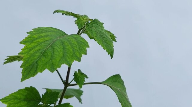 Patchouli leaves (Pogostemon cablin). Patchouli leaves are the base ingredient for making essential oils.