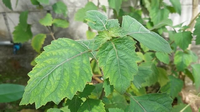 Patchouli leaves (Pogostemon cablin). Patchouli leaves are the base ingredient for making essential oils.