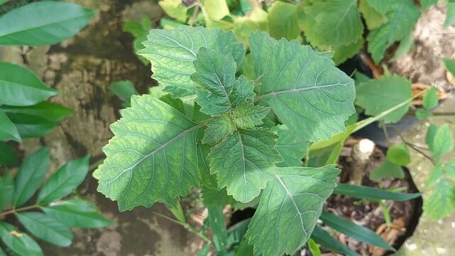 Patchouli leaves (Pogostemon cablin). Patchouli leaves are the base ingredient for making essential oils.