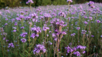 Obraz premium Agricultural field of purple flowers Phacelia tanacetifolia lacy phacelia blooming and attracting pollinators. Natural biodiversity, sustainable gardening and seed mix planting concepts 