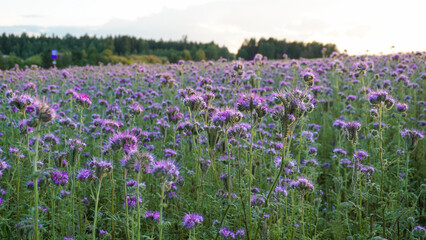 Fototapeta premium Agricultural field of purple flowers Phacelia tanacetifolia lacy phacelia blooming and attracting pollinators. Natural biodiversity, sustainable gardening and seed mix planting concepts 