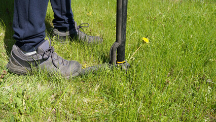 Gardener removing dandelion Taraxacum officinale with manual stand up weed puller. Practical garden maintenance, organic care, weed control and traditional herbal plant use © jtamm