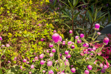 Obraz premium Colorful blooming flowers in garden natural outdoor scene