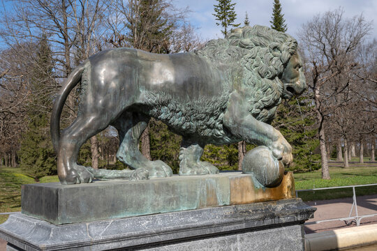 PETRODVORETS, RUSSIA - APRIL 18, 2026: Lion sculpture is close-up. Fragment of the fountain "Lion Cascade", Peterhof Museum-Reserve