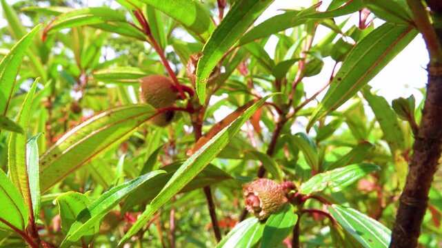 Indian rhododendron, Singapore rhododendron (Melastoma malabathricum) with fruits.