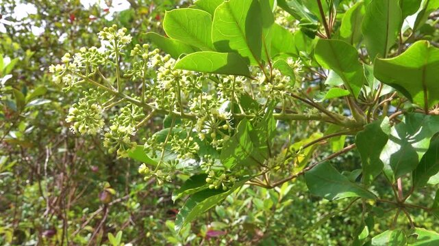 Amur cork tree (Phellodendron amurense) blooming in secondary moist montane forests of Hong Kong. Invasive tree, traditional Chinese medicine uses as painkiller, bacillary dysentery, pneumonia