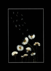 Suszone dmuchawce na czarnym tle, minimalistyczna fotografia botaniczna © Elżbieta Kaps