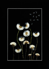 Suszone dmuchawce na czarnym tle, minimalistyczna fotografia botaniczna © Elżbieta Kaps
