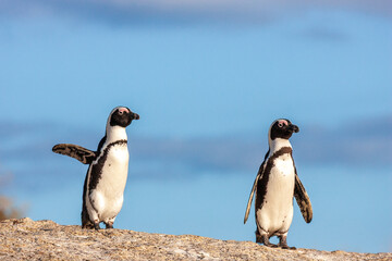 Fototapeta premium Two African penguins standing on a rock under a blue sky, Boulders Beach, South Africa.