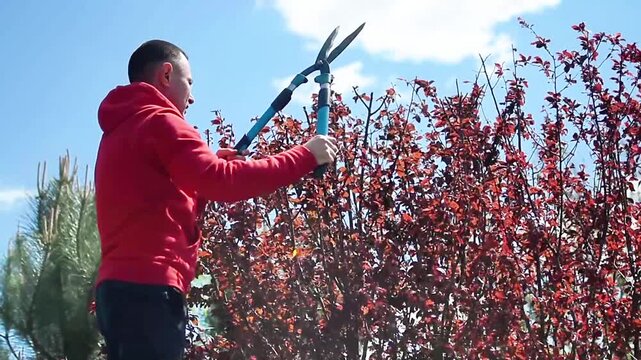Worker trimming plum tree with pruning shears near burgundy leaves in garden. Plum Pissardi, purple-leaved pruning and tree shaping, detailed plant care task, lifestyle gardening concept