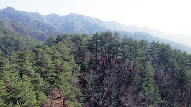 Pull-away drone footage of a pine forest