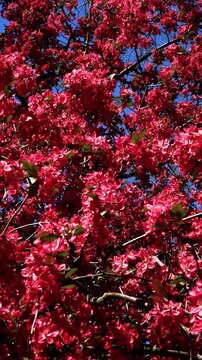 Pink Redbud Tree in Spring Bloom with Bees (Cercis canadensis) - Slow motion Nature Video. Blooming tree video Ideal for nature footage, b-roll, spring themes, pollination visuals.